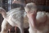 Ayam kalkun