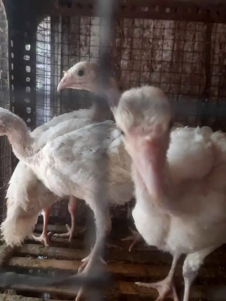 Ayam kalkun