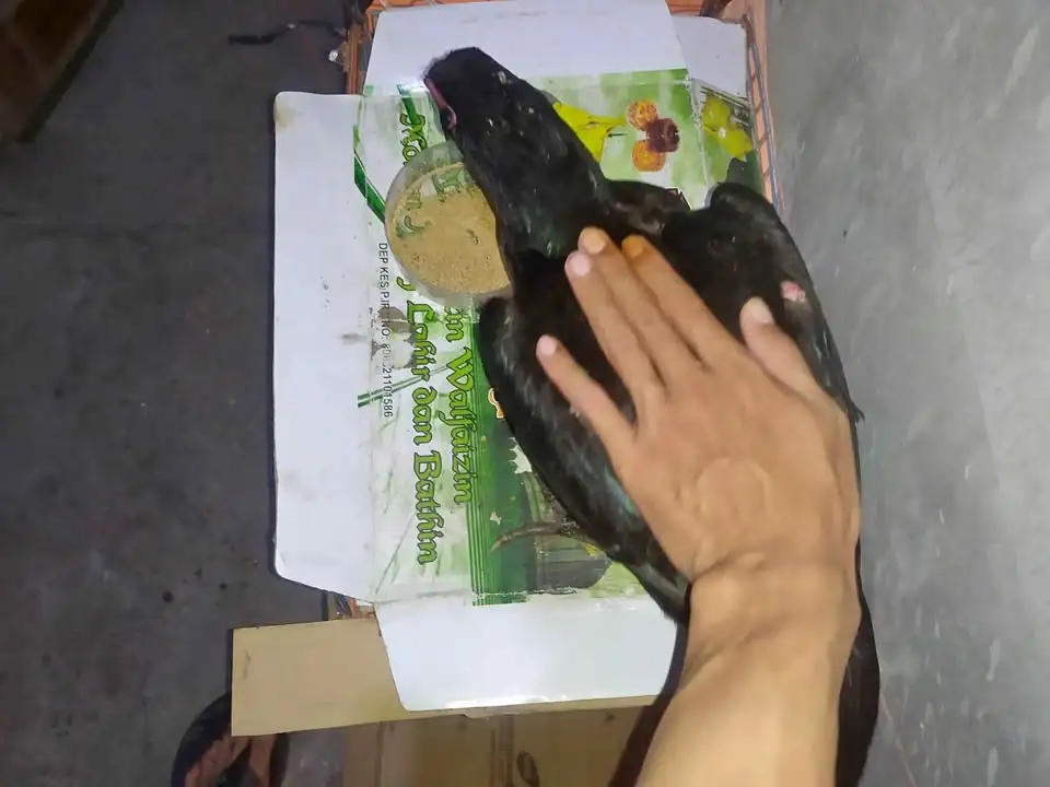 Ayam khoytrad