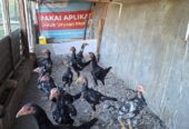 Ayam birma
