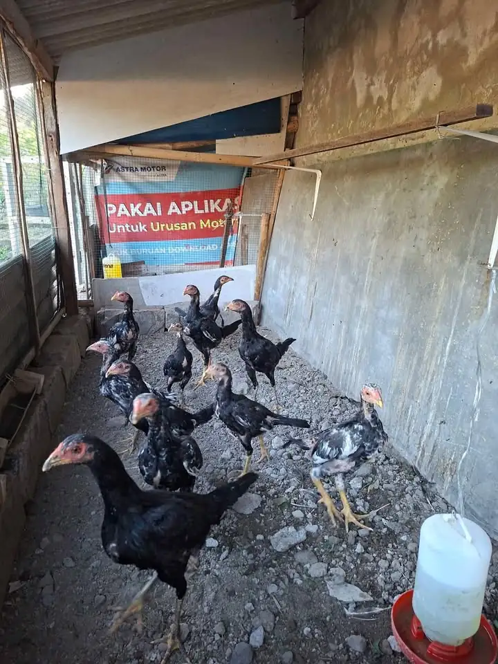 Ayam birma