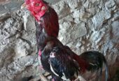 Ayam Bangkok