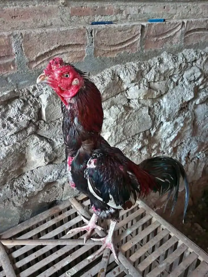 Ayam Bangkok