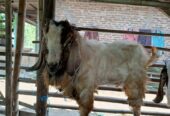 di jual kambing