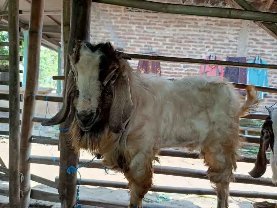 di jual kambing
