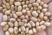 Kacang otok/tolo
