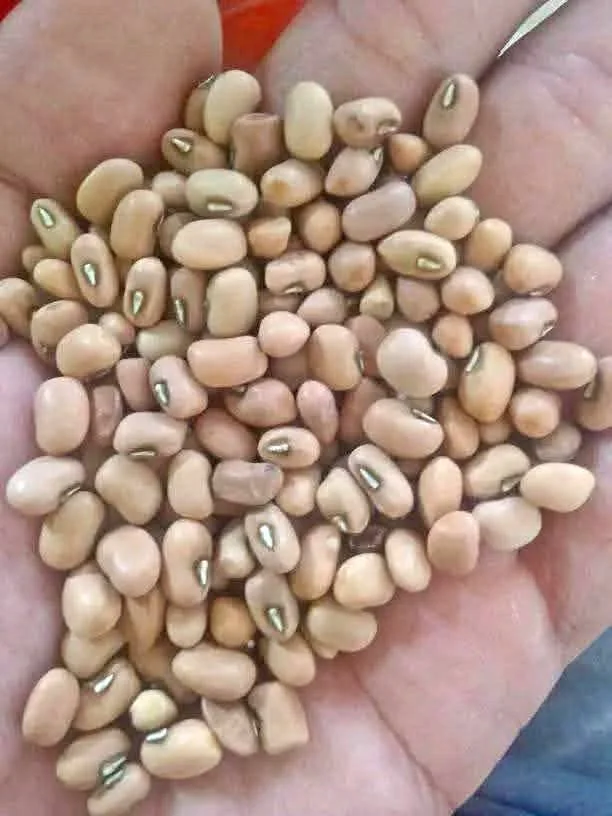 Kacang otok/tolo