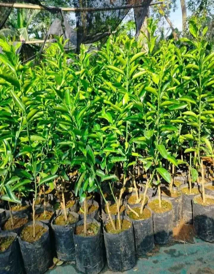 COD berbagai jenis bibit jeruk