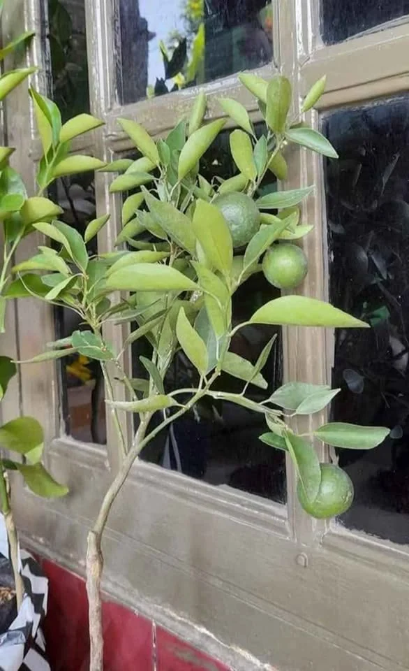 COD berbagai jenis bibit jeruk
