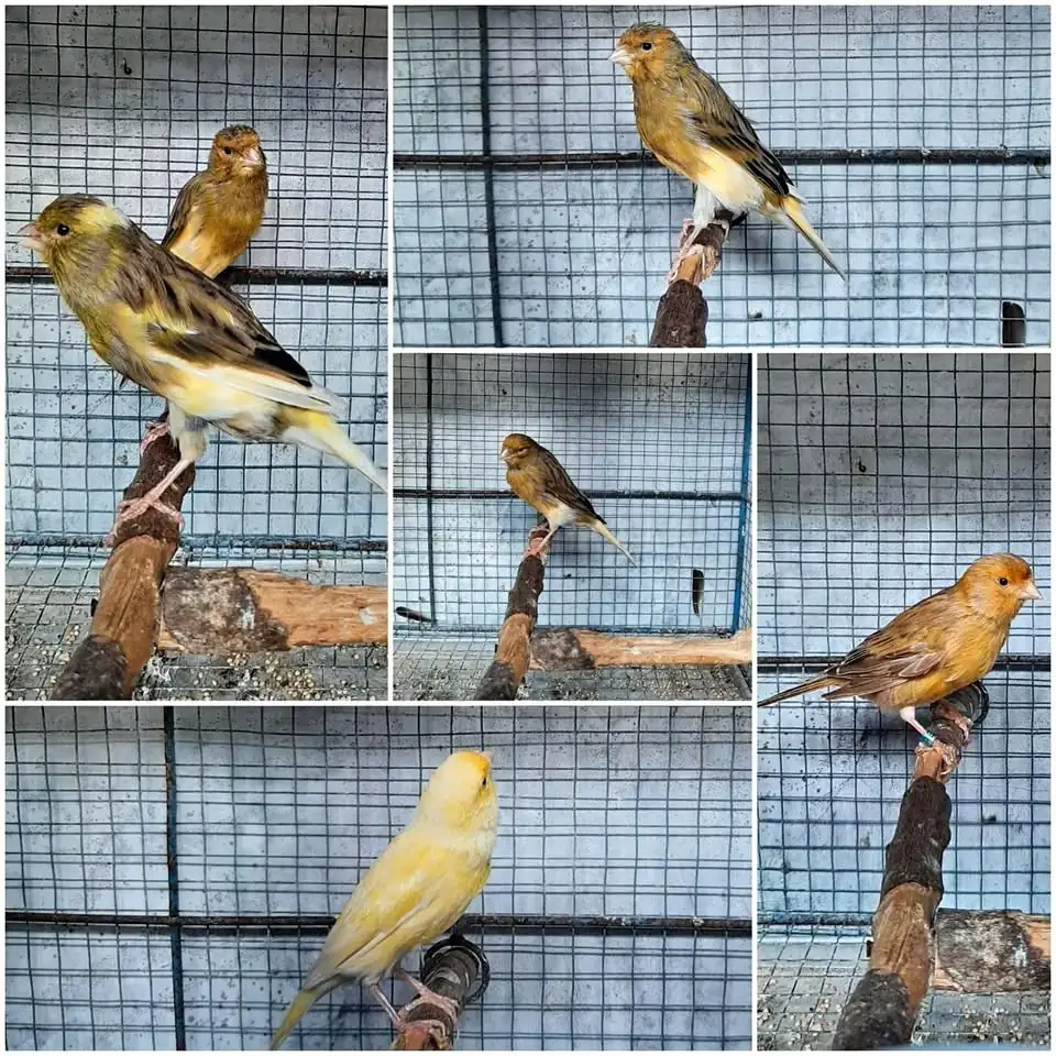 Burung Kenari