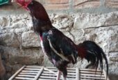 Ayam Bangkok