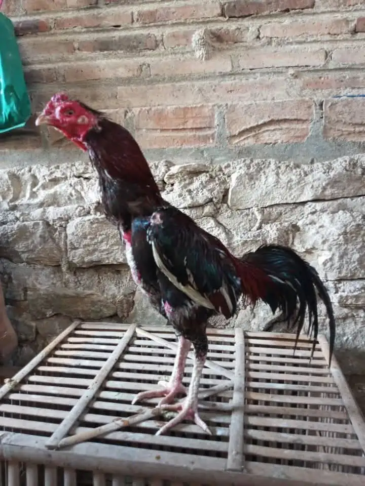 Ayam Bangkok