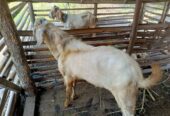 di jual kambing