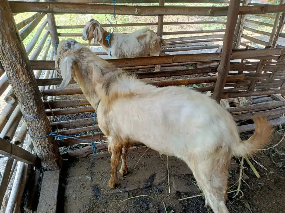 di jual kambing
