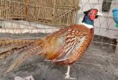 Red ringnek pheasent