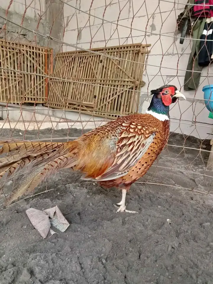 Red ringnek pheasent