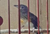 Burung Murai Medan trotol kuat jantan