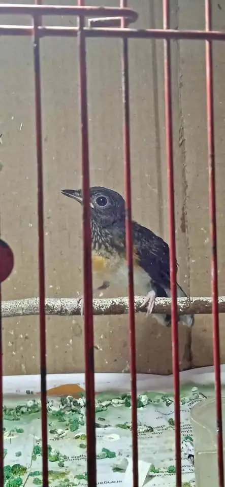 Burung Murai Medan trotol kuat jantan
