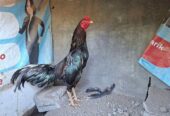 Ayam birma