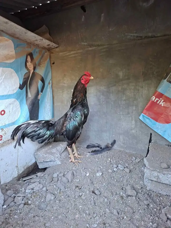 Ayam birma
