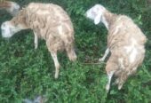 Di Jual kambing