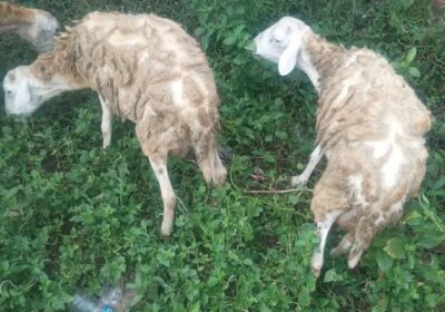 v-21