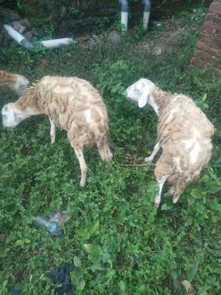 Di Jual kambing