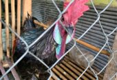 Jual Ayam Bekisar