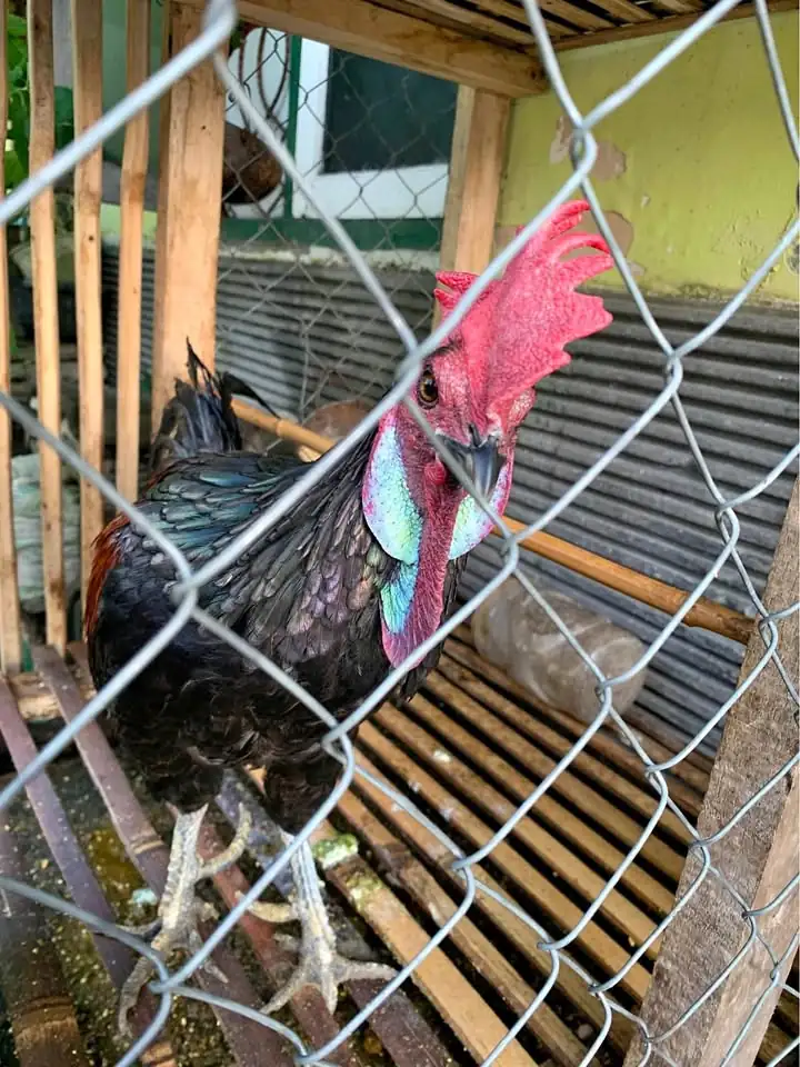 Jual Ayam Bekisar