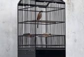 di jual burung Cendet