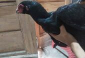 Ayam khoytrad