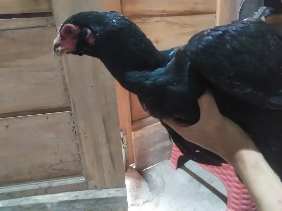 Ayam khoytrad