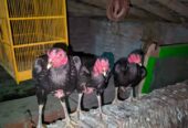 Ayam bangkok babon 3 ekor