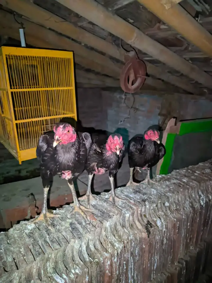 Ayam bangkok babon 3 ekor