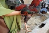 Ayam jago