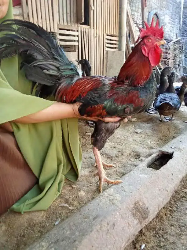 Ayam jago