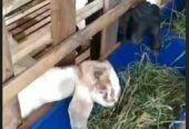 di jual Kambing