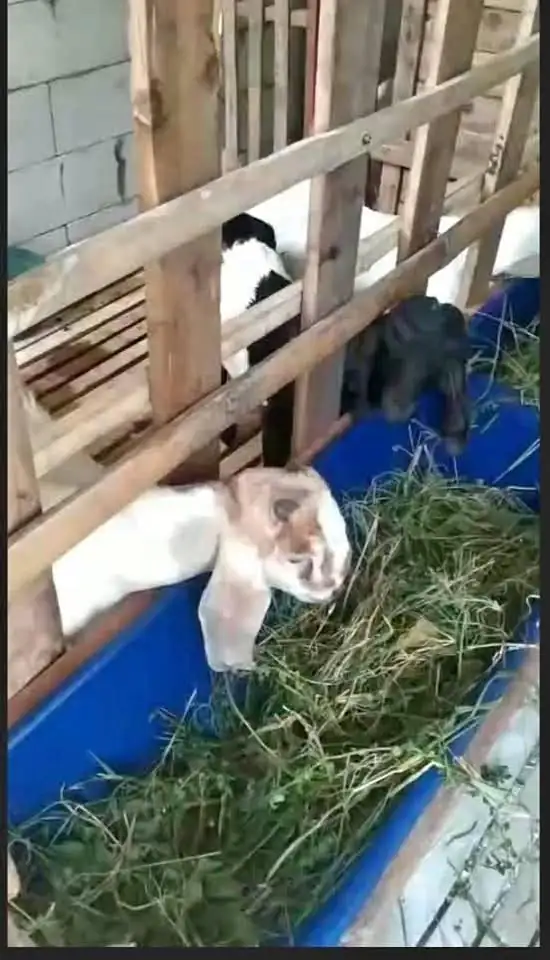 di jual Kambing