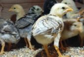 Ayam Elba 1mgg/ KUB 2mgg