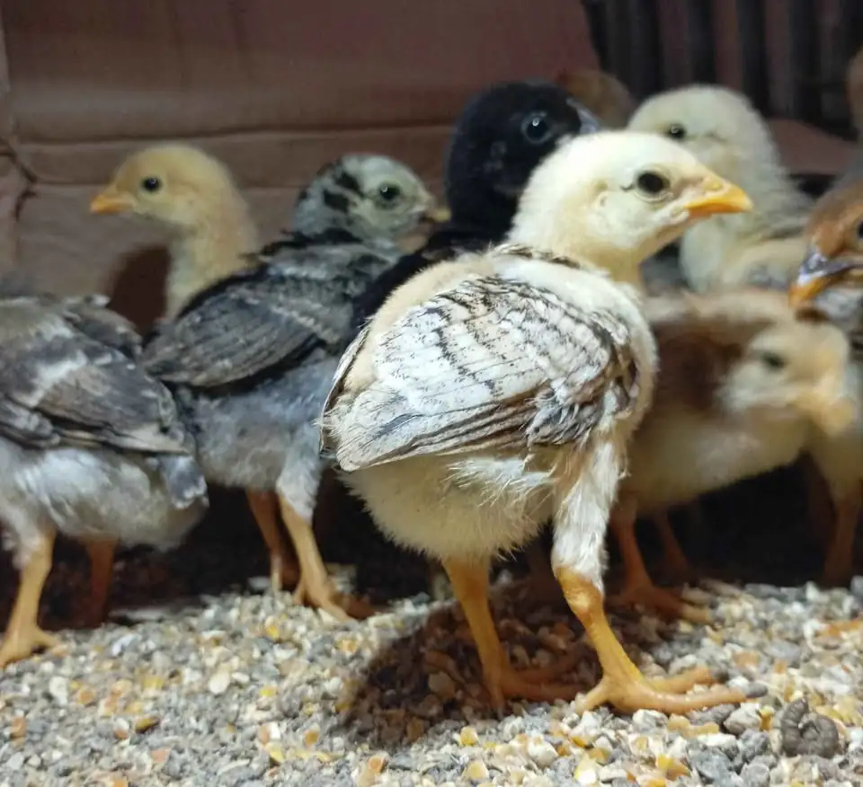 Ayam Elba 1mgg/ KUB 2mgg