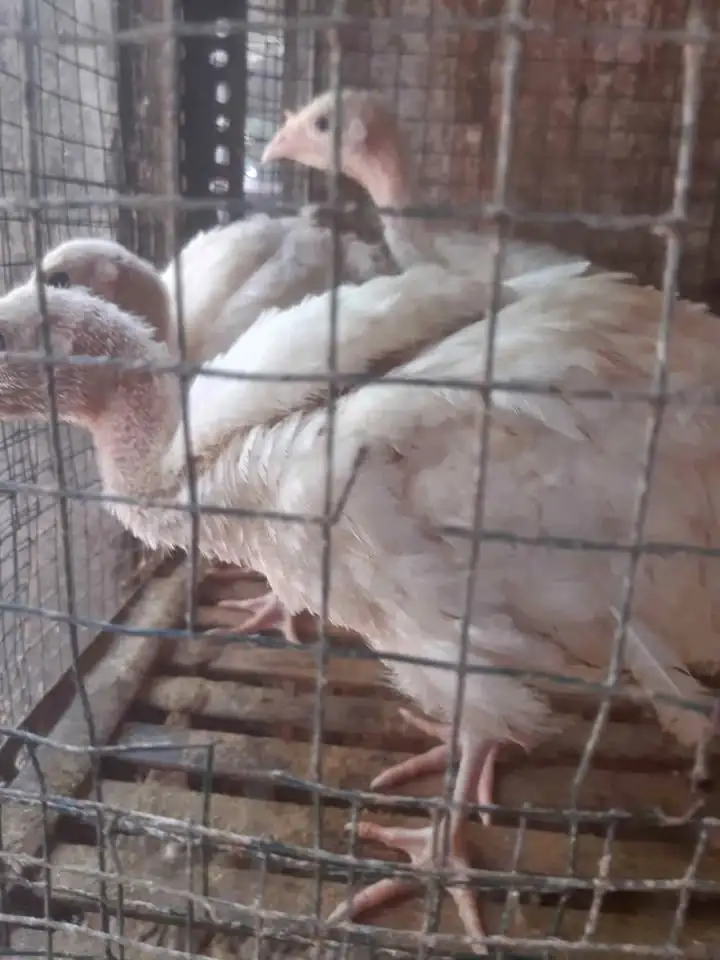 Ayam kalkun