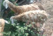 Di Jual kambing