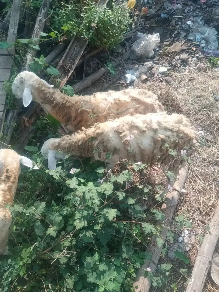 Di Jual kambing