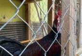 Jual Ayam Bekisar