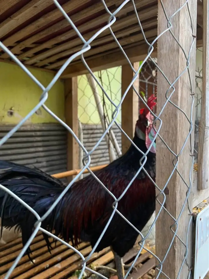 Jual Ayam Bekisar