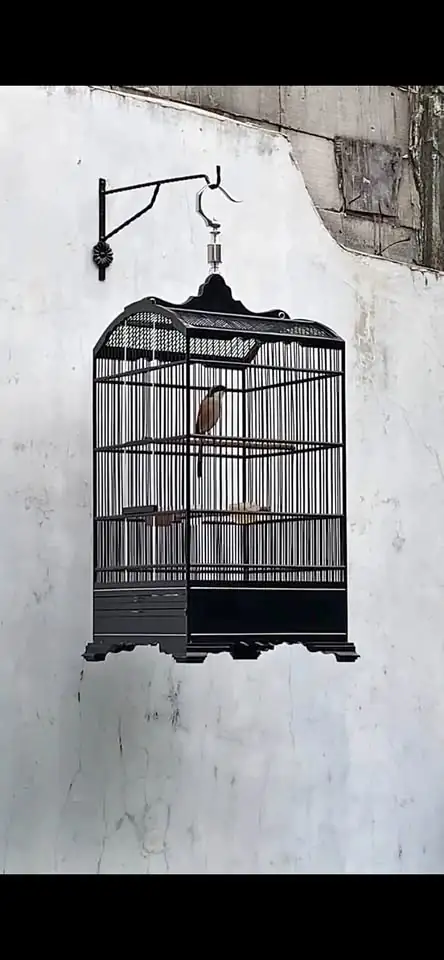 di jual burung Cendet