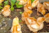 Ayam petelur