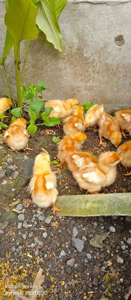 Ayam petelur