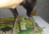 Ayam khoytrad