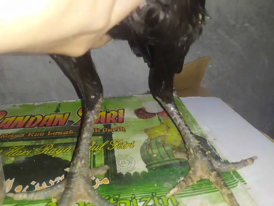 Ayam khoytrad